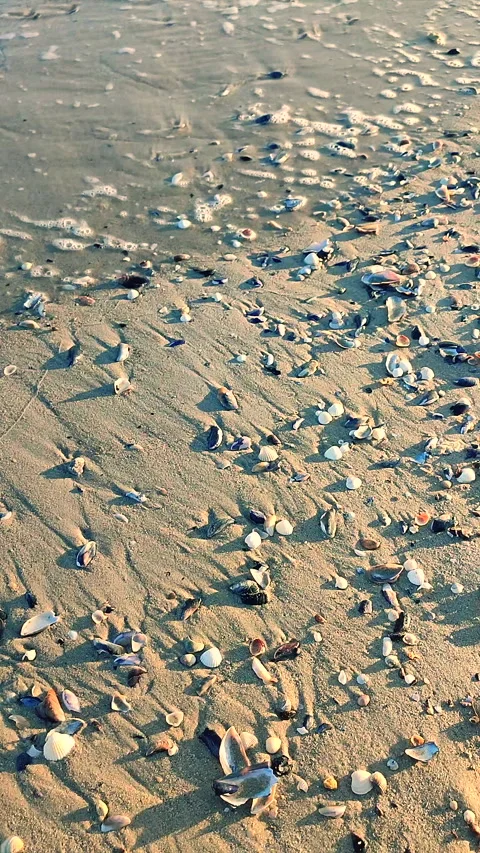 Lots of small shells rolling sea wave wet sand sandy beach sunny day Vertical Stock Footage 292949595