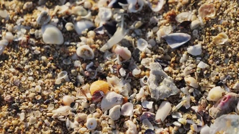 Lots of small shells on the wet sand beach on a sunny day. Natural background. 動画素材 302627601