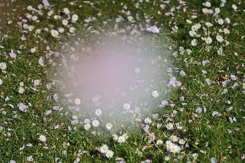 Lots of small single low growing chamomile flowers via blurred blossom Stock Photos