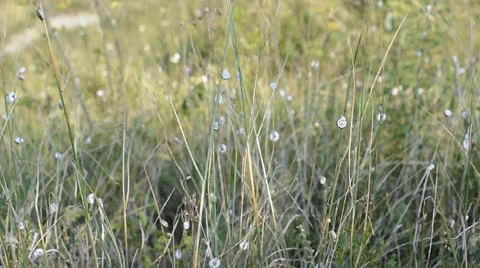 Lots of small snails on grass Stock Footage 22750181