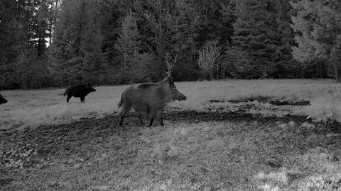 Lots of small wild boar on a night vision trail camera in Estonia Vídeos de archivo 239823901