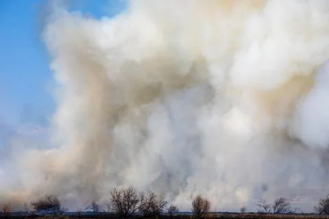 Lots of smoke from a fire in a field with trees Foto stock