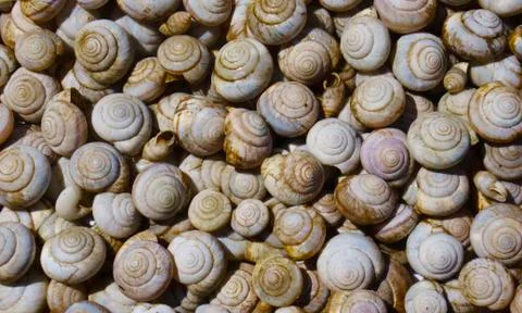 Lots of snail shells. Stock Photos