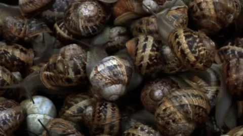 Lots of snails in a box moving around on top of one another. 動画素材 46346082