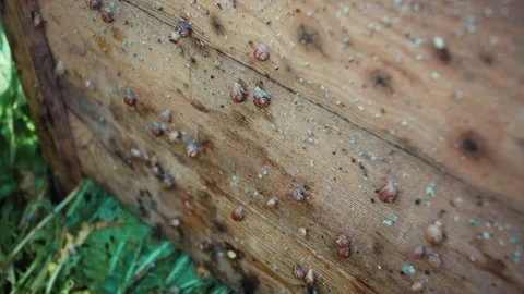 Lots of snails on the farm Stock Footage 132622437
