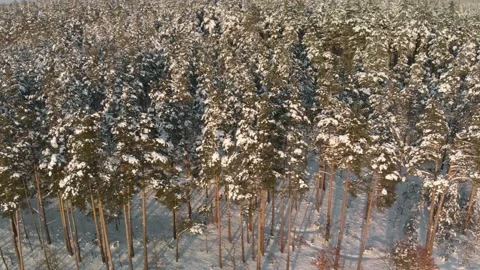 Lots of snow-covered trees in a winter sunny forest Stock Footage 153467513