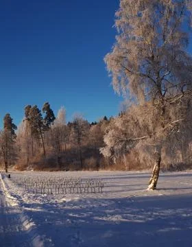 Lots of snow on the trees Stock Photos