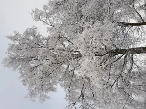 Lots of snow on the trees Stock Photos