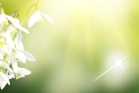 Lots of snowdrops in the first days of spring Stock Photos