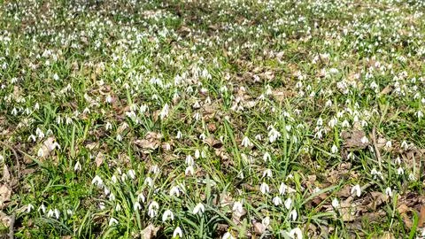 Lots of snowdrops in the spring forest. Spring background with wild forest fl Stock Photos