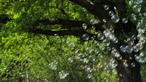 Lots of soap bubbles on green tree background on Sunny day Stock Footage 138209519