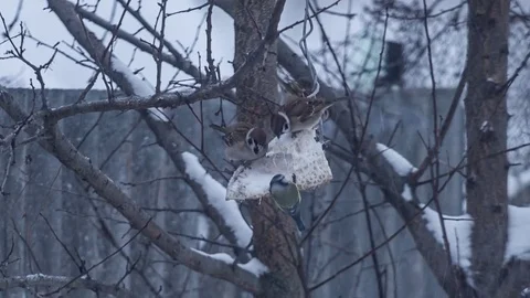 Lots of sparrows on tree eating. Compilation of few shots Stock Footage 71508385