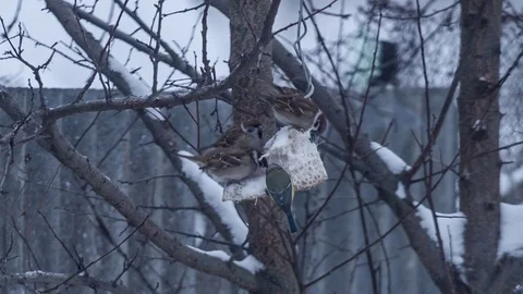 Lots of sparrows on tree eating. Slow motion Stock Footage 71507621