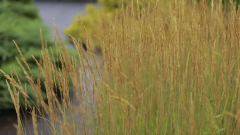 Lots of spikelets of wild grass. Rural summer background, soft sunshine transpar Video stock 136743575