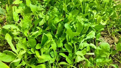 Lots of spinach greens plants Stock Footage 154358589