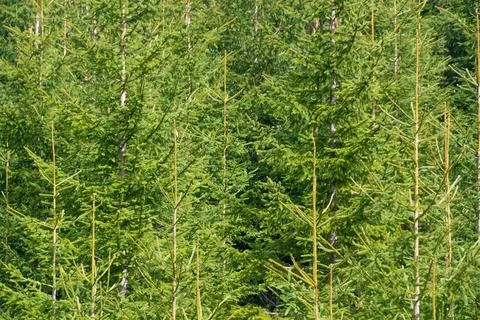 Lots of spruce trees in the forest. Stock Photos
