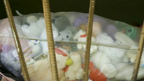 Lots of stuffed toys inside the plastig bag Stock Footage 137359043