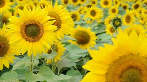 Lots of sun flowers in a field Stock Footage 83293347