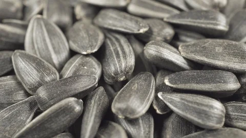 Lots of sunflower seeds Stock Footage 104754634