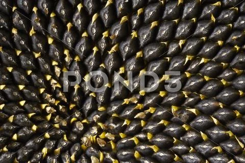 Lots of sunflower seeds Stock Photos