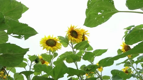 Lots of sunflowers from the bottom Stock Footage 159065137