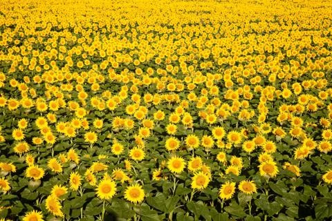 Lots of sunflowers 스톡 사진