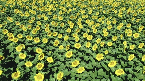 Lots of sunflowers swaying in the wind Vidéo 162448849
