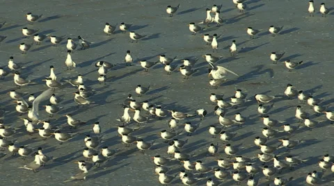 Lots of Swift Tern birds together Stock Footage 34227591