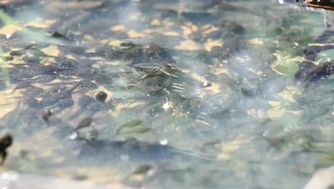 Lots of tadpoles in water Stock Footage