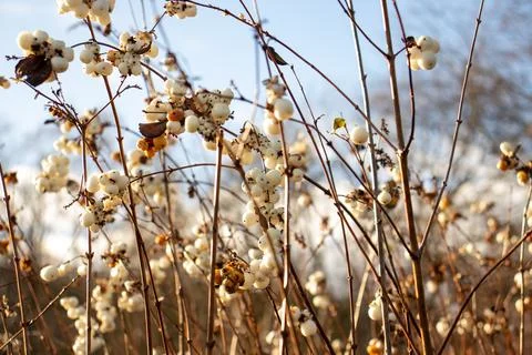 Lots of thin brown branches with white round flowers 스톡 사진