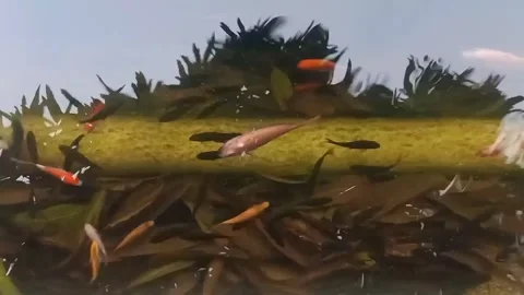 Lots of tilapia fish in a clear gutter stock video Stock Footage 243749023