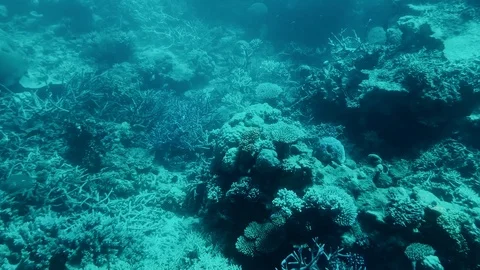 Lots of tiny black fish amongst coral fo... | Stock Video | Pond5