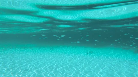 Lots of Tiny Fish, Other Fish in Ocean Shallows 스톡 동영상 255686496