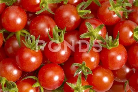 Lots of tomatoes Stock Photos