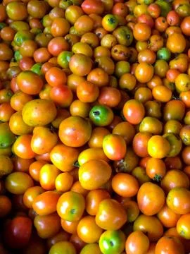 Lots of tomatoes Stock Photos