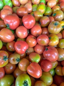 Lot's of tomatoes Stock Photos
