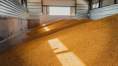Lots of tons of corn in warehouse Stock Photos