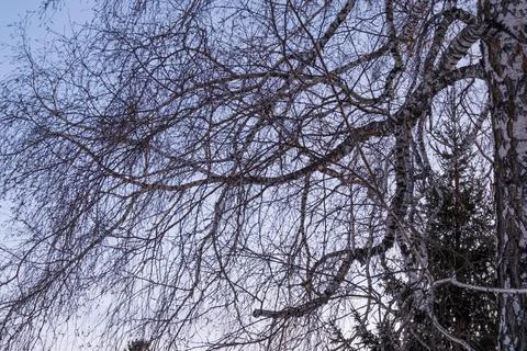 Lots of tree branches. Silhouette of tree branches on the evening sky. Stock Photos
