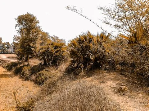 Lots of tree in field Stock Photos