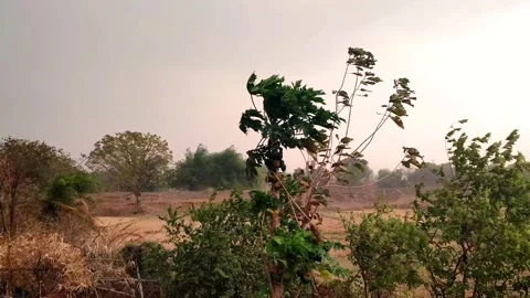 Lots of tree moving for fast wind Stock Footage 154354949