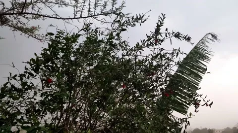 Lots of tree moving for fast wind Stock Footage 154355578