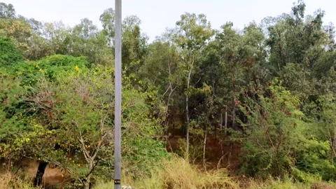 Lots of tree slow motion Stock Footage 154354967