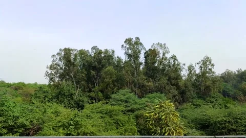 Lots of tree slow motion Stock Footage 154360629