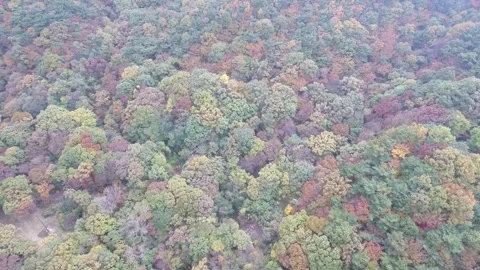 Lots of trees grow in the mountains 動画素材 303397662