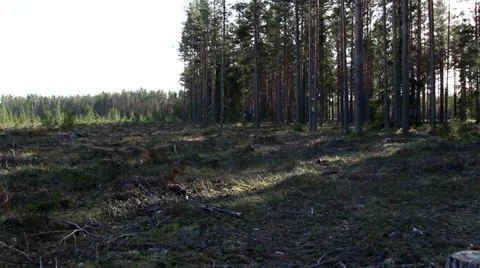 Lots of trees in the stump forest Stock Footage 36405793
