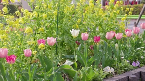Lots of tulips Stock Footage 319907417