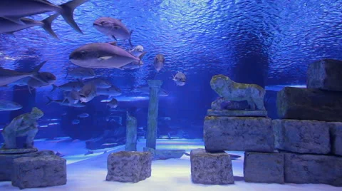 Lots of tuna fish. Stock Footage 49442302