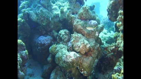 Lots of types of fish swimming Stock Footage 311300387