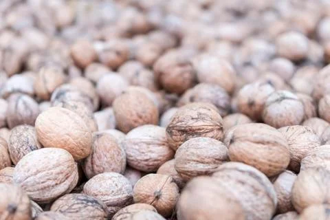 Lots of walnuts in the shell Stock Photos