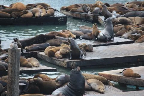 Lots of Walruses Stock Photos